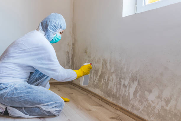 Licensed Basement Mold Removal service in Willow Grove, TX - WQB Mold Removal