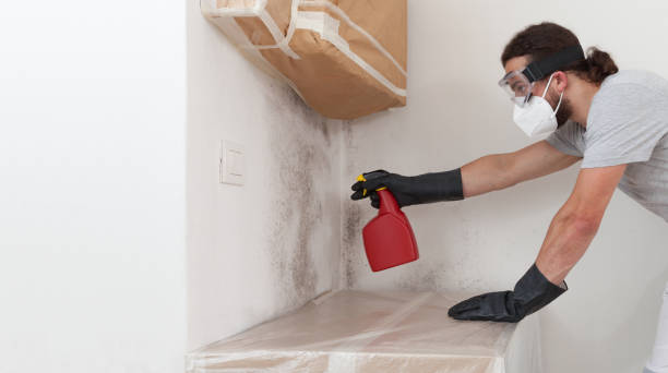 Professional Basement Mold Removal technician working in Willow Grove, TX