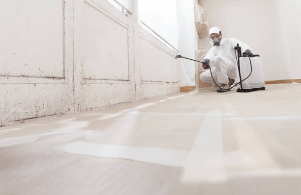 24/7 Emergency Basement Mold Removal experts in Willow Grove, TX