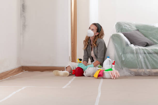 Reliable Basement Mold Removal contractor in Willow Grove, TX by WQB Mold Removal