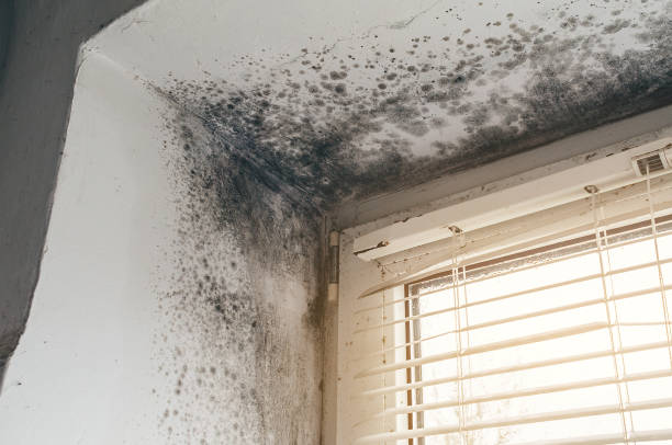 Affordable Basement Mold Removal solutions in Willow Grove, TX