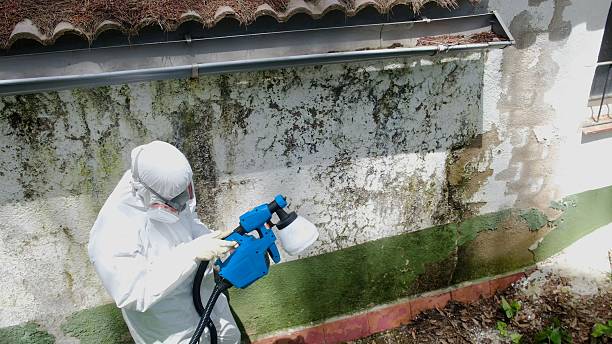 Top rated local Basement Mold Removal specialists in Willow Grove, TX